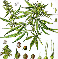 canepa, din ale carei fibre se realizeaza izolatia termica naturala