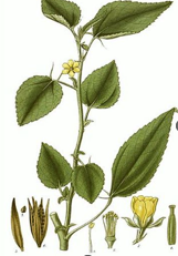 iuta, planta cu fibra moale si rezistenta pentru izolatii naturale